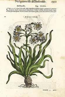 Mattioli: Bunch-flowered daffodil, Narcissus tazetta