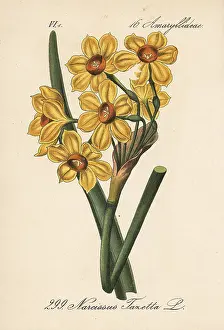 Tazetta: Bunch-flowered daffodil, Narcissus tazetta