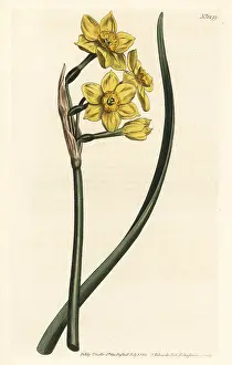 Aureus: Bunch-flowered daffodil, Narcissus tazetta subsp. aureus