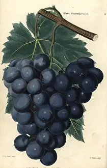 Vitis: Bunch of grapes and vine leaf of the Black
