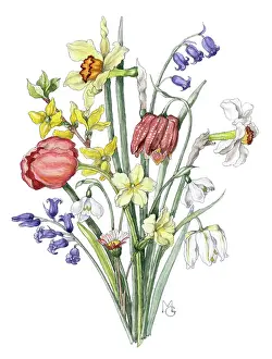 Narcissi: Bunch of mixed spring flowers