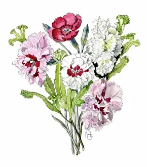 Pinks: Bunch of Pinks