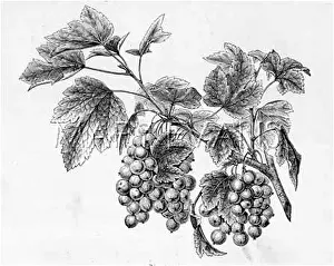 Redcurrant: BUNCH OF REDCURRANTS