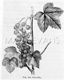 Redcurrant: BUNCH OF REDCURRANTS