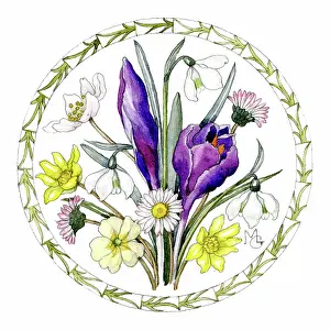 Crocuses: Bunch of Spring Flowers
