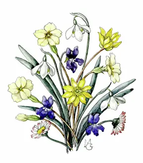 Snowdrops: Bunch of Spring Flowers