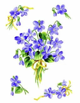 Ockenden: Bunch of Violets