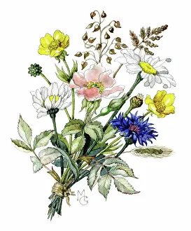 Buttercups: Bunch of wild flowers