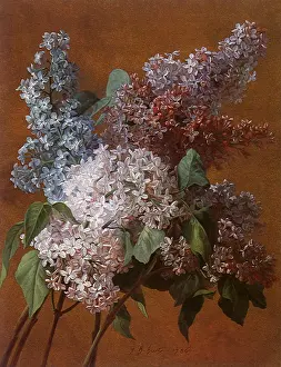 Bunches: Bunches of Lilacs