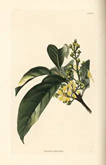 Nitida: Bunchosia polystachya