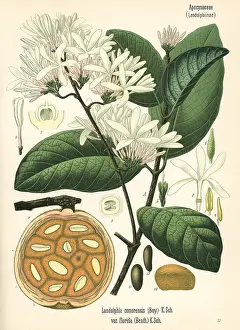 Kohler: Bungo fruit, mbungo or rubber vine, Saba comorensis