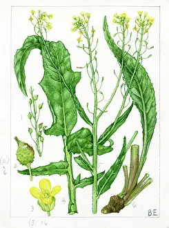 Mustard: Bunias orientalis - Turkish rocket