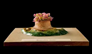 Bunodes: Bunodes ballii, sea anemone