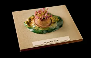 Bunodes: Bunodes ballii, sea anemone