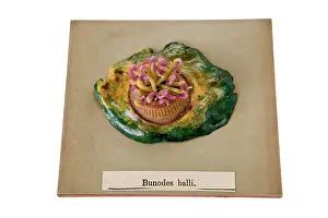 Bunodes: Bunodes ballii, sea anemone