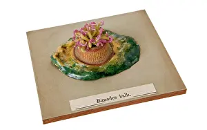 Anthozoan: Bunodes ballii, sea anemone