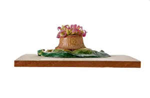Anthozoan: Bunodes ballii, sea anemone