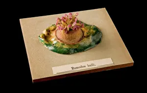 Blaschka: Bunodes ballii, sea anemone