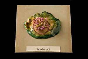 Blaschka: Bunodes ballii, sea anemone
