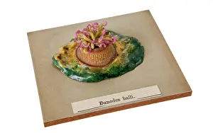 Blaschka: Bunodes ballii, sea anemone