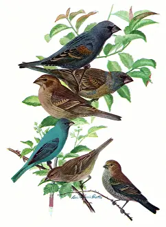 Indigo: Buntings, Grossbeaks