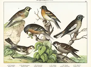 Chaffinch: Buntings, sparrow and finches