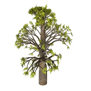 Shrub: Bunya pine tree illustration