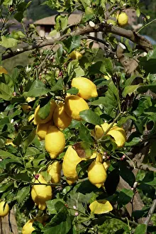 Mallorcan: Bunyola, Mallorca, Spain, - Lemons