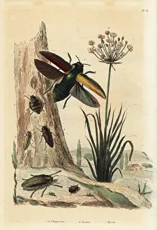 Umbellatus: Buprestis beetles, flowering rush and pill beetle