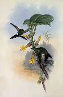 Luciani: Buquet's Puffleg, Eriocnemis Luciani