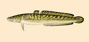 Sueur: The Burbot