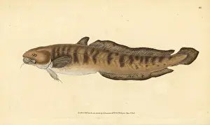 Burbot: Burbot, Lota lota