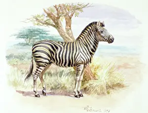 Burchellii: Burchell's Zebra, 1897
