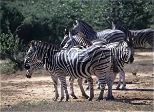 Burchell: BURCHELL'S ZEBRA