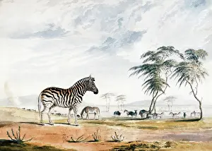 Burchell: Burchell's Zebra, circa 1836