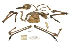 Ornithological: Burhinus grallarius, skeleton Gould Collection