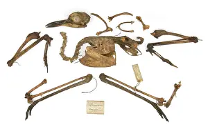 Ornithological: Burhinus grallarius, skeleton Gould Collection