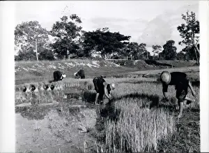 Thailands: Burma - Laos - Thailand