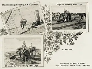 Teak: Burma (Myanmar) - Rangoon (Yangon) - Elephants