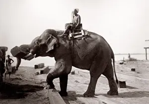 Logs: Burma Myanmar working elephant in timber yard