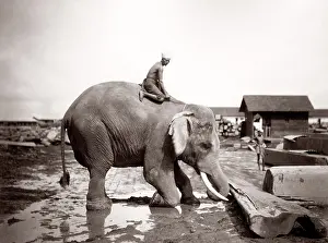 Logs: Burma Myanmar working elephant in timber yard