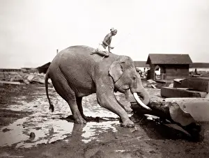 Collodion: Burma Myanmar working elephant in timber yard