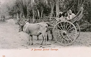 Spoked: A Burmese Bullock Carriage