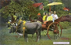 Spoked: A Burmese Bullock Carriage