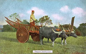 Conveyance: A Burmese Water Buffalo Cart