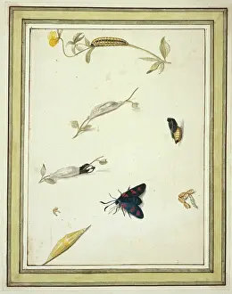 Burnet: Burnet moth