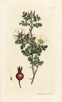 Burnet: Burnet rose, Rosa spinosissima