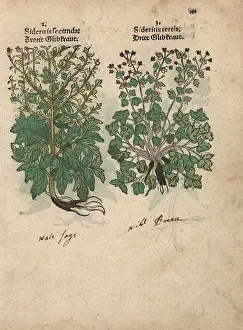 Burnet: Burnet, Sanguisorba minor, and herb robert