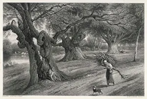 Burnham: BURNHAM BEECHES, BUCKS