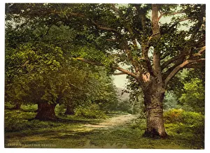 Burnham: Burnham Beeches, London and suburbs, England